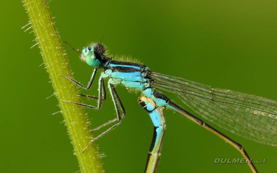 Common Bluetail (Male, Ischnura elegans)